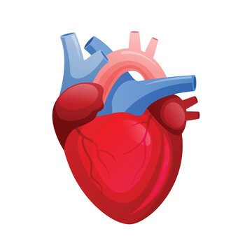 Human heart system organ, health and medical vector design