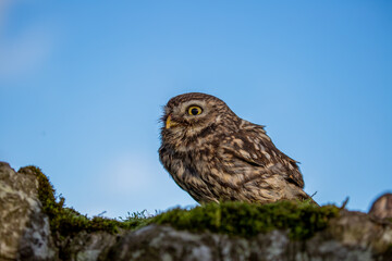 Little owl (Athene noctua), also known as the owl of Athena or owl of Minerva