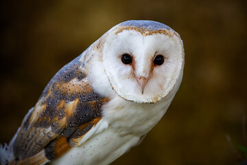 Barn owl (Tyto alba) portrait
