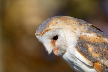 Barn owl (Tyto alba) portrait