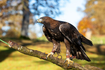 Golden Eagle (Aquila chrysaetos) full body on a branch