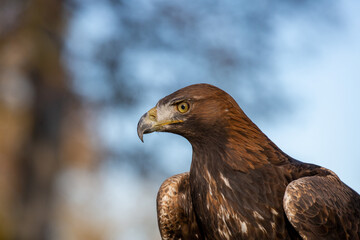Golden Eagle (Aquila chrysaetos) close up of head, side profile