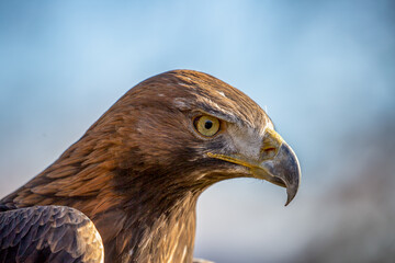 Golden Eagle (Aquila chrysaetos) close up of head, side profile