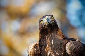 Golden Eagle (Aquila chrysaetos) close up of head