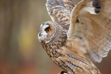Long-eared owl (Asio otus) also known as the lesser horned owl or cat owl