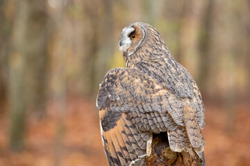 Long-eared owl (Asio otus) also known as the lesser horned owl or cat owl