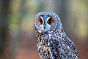 Long-eared owl (Asio otus) also known as the lesser horned owl or cat owl