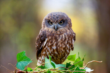 Southern boobook owl (Ninox boobook)