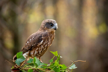 Southern boobook owl (Ninox boobook)