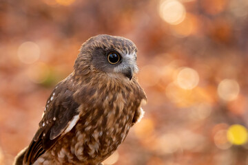 Southern boobook owl (Ninox boobook)