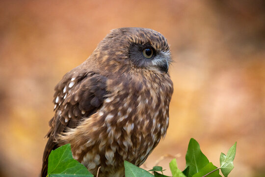 Southern boobook owl (Ninox boobook)