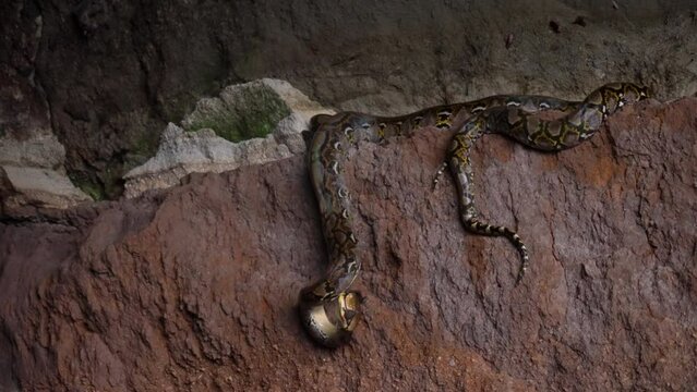 Close-up of a python lying on a rock of dark cave eating a little flying fox bat and rotating while devouring flesh. Wild nature moments. Film grain pixel texture. Dangerous snake in tropical mountain