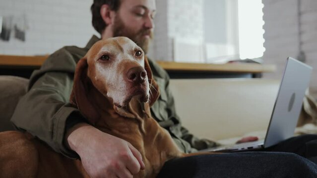 The pointer dog spends time with his beloved owner, who is watching a movie on a laptop while sitting on the sofa in the apartment. An adult gray-haired dog spends time next to his beloved master