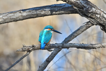 カワセミ(Kingfisher)