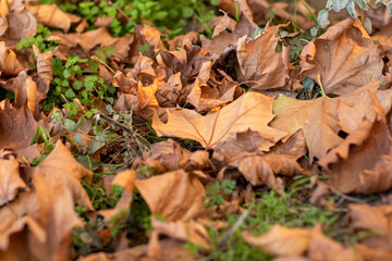 Autumn, fallen leaves in the forest