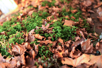 Autumn, fallen leaves and green grass