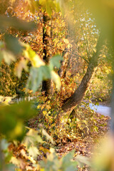 Trees, yellowed foliage, autumn weather