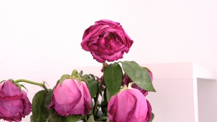 Withered roses standing in a vase
