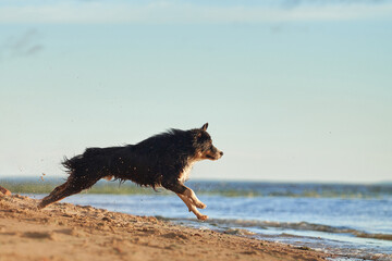 dog plays on beach near water. Active australian shepherd jumping . Active holiday with a pet