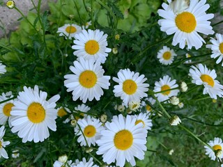White daisies in the meadow. Flower nature. summer wallpaper