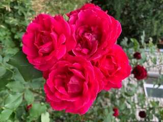 Garden red rose. Bush of fragrant roses outdoors. Image of beautiful nature