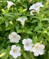 Gardening. A bush of fragrant white bluebells outdoors. Image of beautiful nature. Flowers in summer. Wallpaper