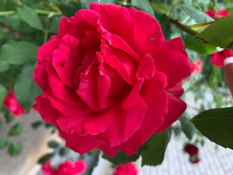 Garden red rose. Bush of fragrant roses outdoors. Image of beautiful nature