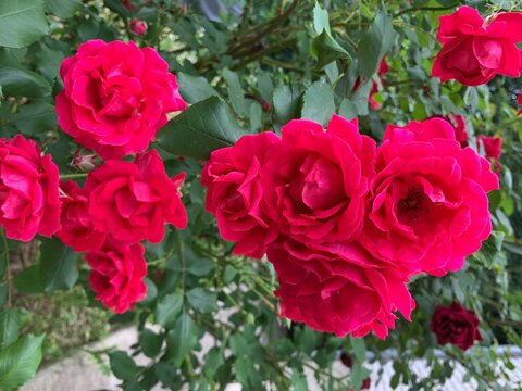 Garden red rose. Bush of fragrant roses outdoors. Image of beautiful nature