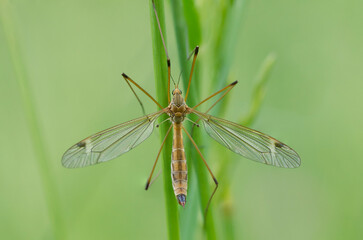 dragonfly on a green leaf