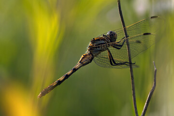 dragonfly on a branch