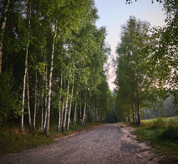 Dirt road among birches