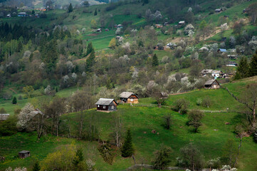 Typical landscape of the Ukrainian Carpathians with private estates.Mountain wooden huts on a hill with fresh green mountain pastures in spring. Village in the mountains.