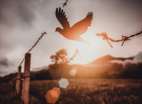 free bird enjoying nature on sunset background, hope concept . soft focus picture