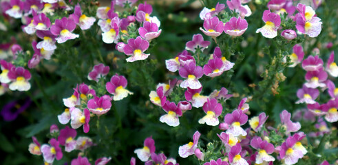Banner. Beautiful pink and white flowers on a green background. Close-up. Selective focus. Copyspace