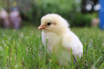 Chick. A yellow chick stands on green grass. Close-up. Selective focus. Copyspace