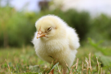 Chick. A yellow chick stands on a blurred green background. Close-up. Selective focus. Copyspace