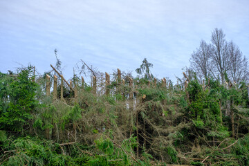 Cut tree tops in the area of power cables to reduce power outages.