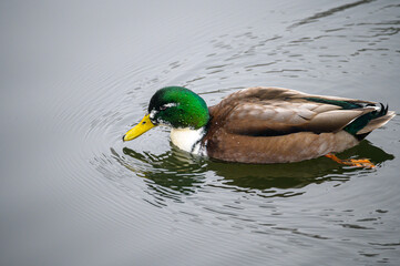 Obraz premium Stockente