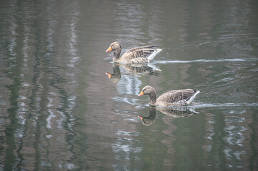 Graugänse auf dem Isebekkanal