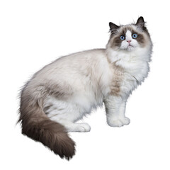 Young adult Ragdoll cat standing sideways isolated cutout on transparent background FROM DARK BACKGROUND