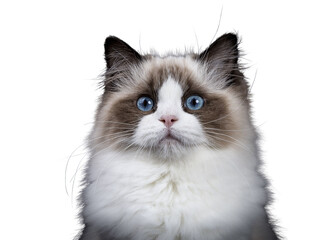 Head shot of young adult Ragdoll cat isolated cutout on transparent background FROM DARK BACKGROUND © Nynke