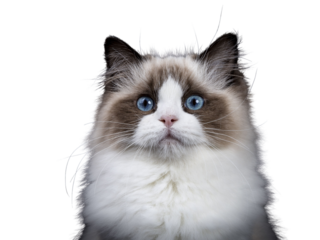 Head shot of young adult Ragdoll cat isolated cutout on transparent background FROM DARK BACKGROUND