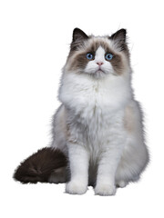 Young adult Ragdoll cat sitting frontal isolated cutout on transparent background FROM DARK BACKGROUND
