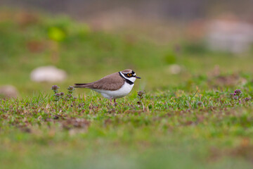 Fototapeta premium Charadrius dubius (little-ringed plover) posting in nature of Turkey