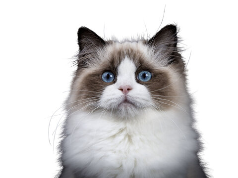 Head shot of young adult Ragdoll cat isolated cutout on transparent background FROM DARK BACKGROUND