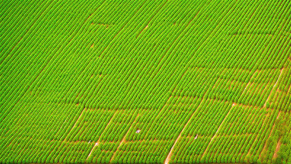 Aerial View of Peaceful Farm Land With Rows of Green Spring Crops or Orchard Trees With Dirt Roads in a Stripe Pattern Texture Background Growing Food in the Country Side Produced by Generative AI