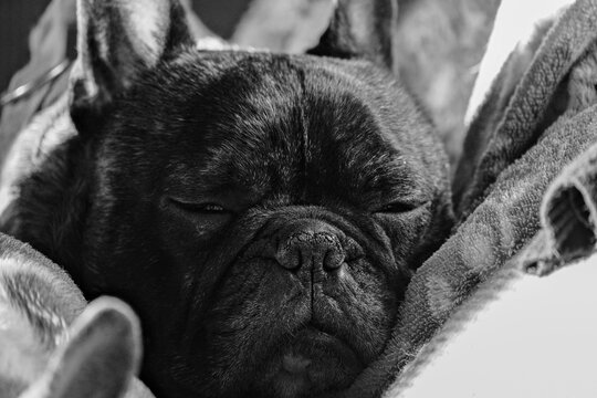 black and white portrait of french bulldog