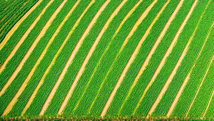 Aerial View of Peaceful Farm Land With Rows of Green Spring Crops or Orchard Trees With Dirt Roads in a Stripe Pattern Texture Background Growing Food in the Country Side Produced by Generative AI
