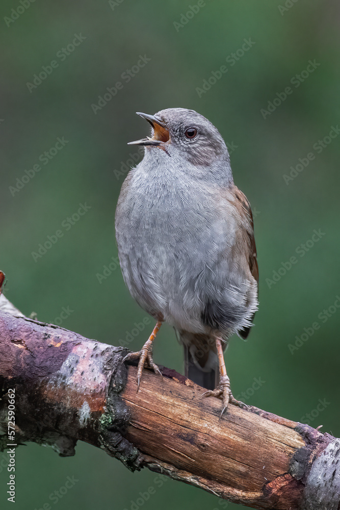 Poster a close up portrait of a dunnock, prunella modularis, as it is perched on a branch with the beak ope