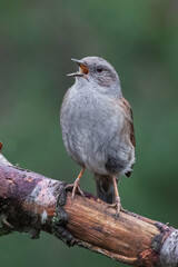 A close up portrait of a dunnock, Prunella modularis, as it is perched on a branch with the beak open singing